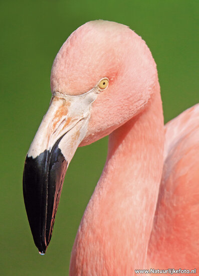ansichtkaart flamingo (0530)