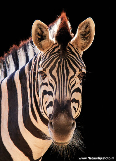 ansichtkaart zebra (0539)
