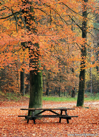 ansichtkaart herfstbankje (0545)