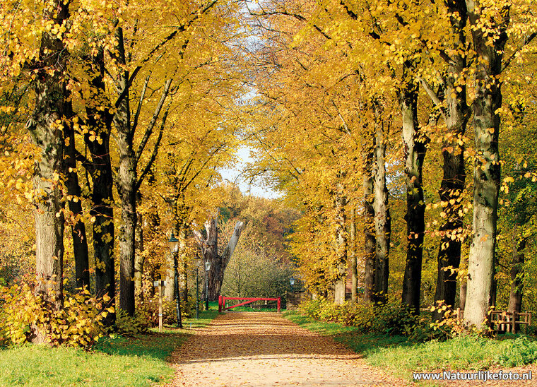 ansichtkaart herfstlaan (0546)