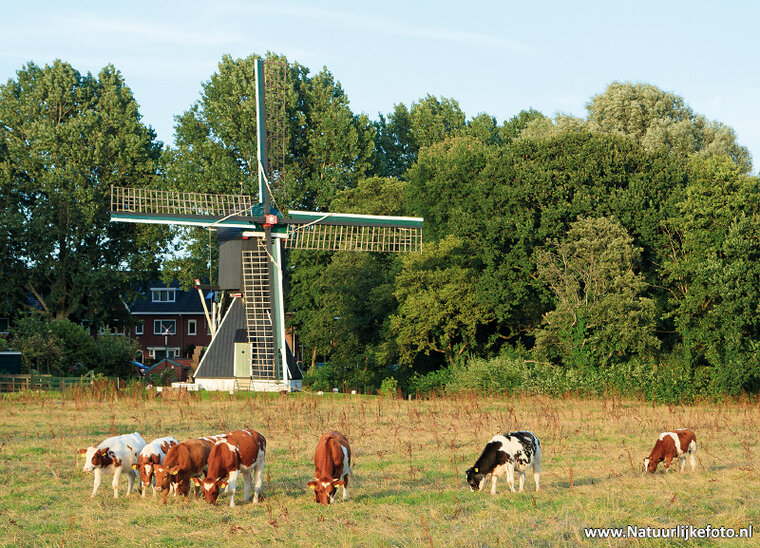 ansichtkaart Schoterveense molen - Haarlem (0553)