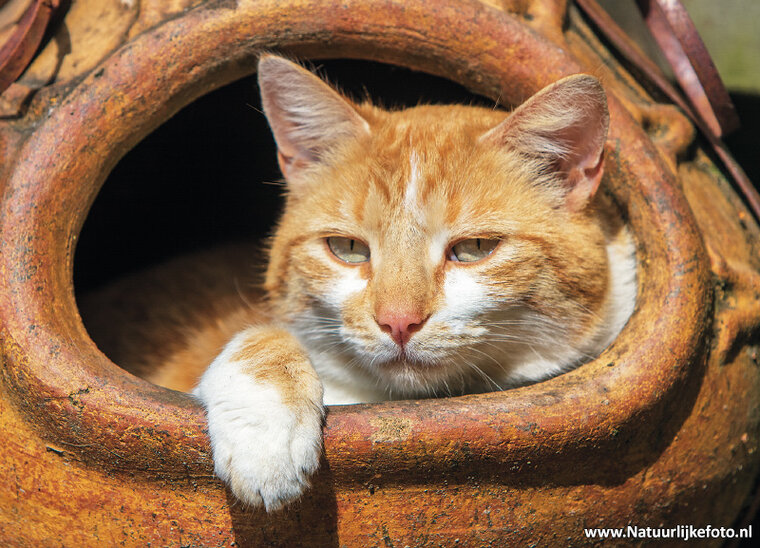 ansichtkaart kater N-Joy (0564)