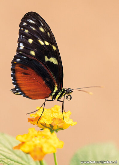 ansichtkaart heliconius vlinder (0567)