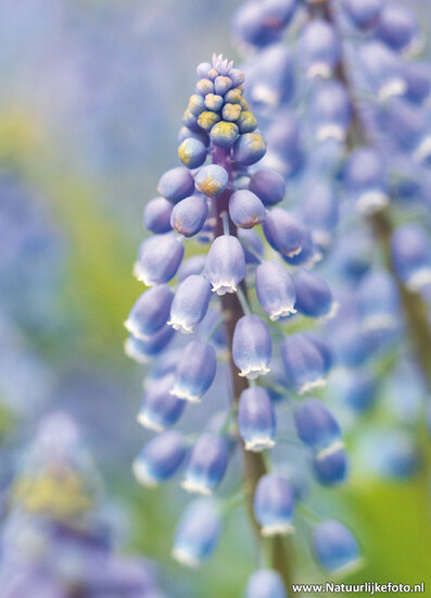 ansichtkaart blauwe druifjes (0570)