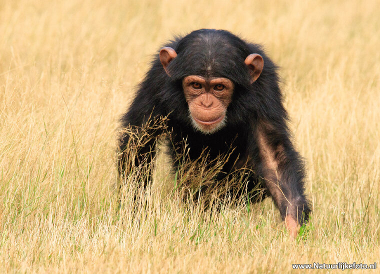 ansichtkaart chimpansee (0596)
