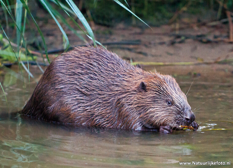 ansichtkaart bever (0403)