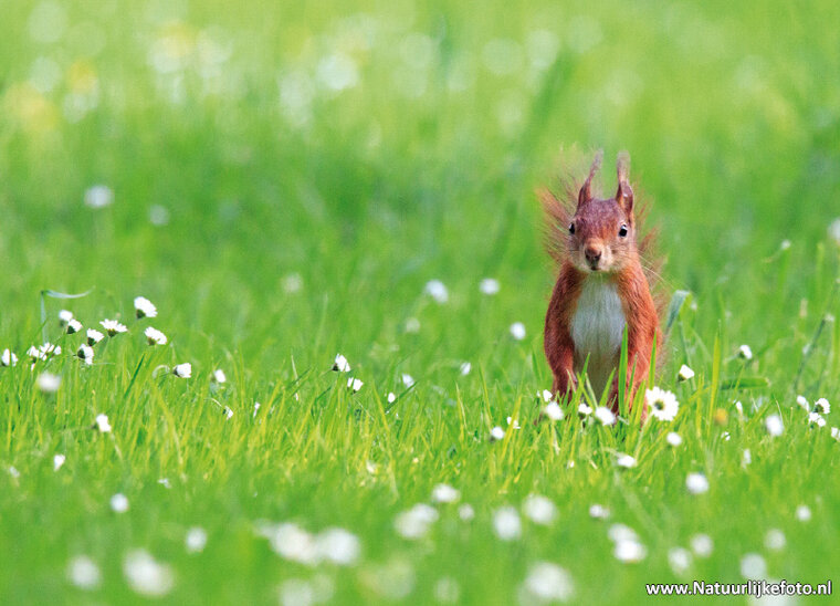 ansichtkaart eekhoorn in het gras (0407)
