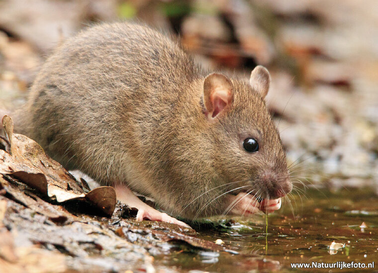 ansichtkaart rat (0412)