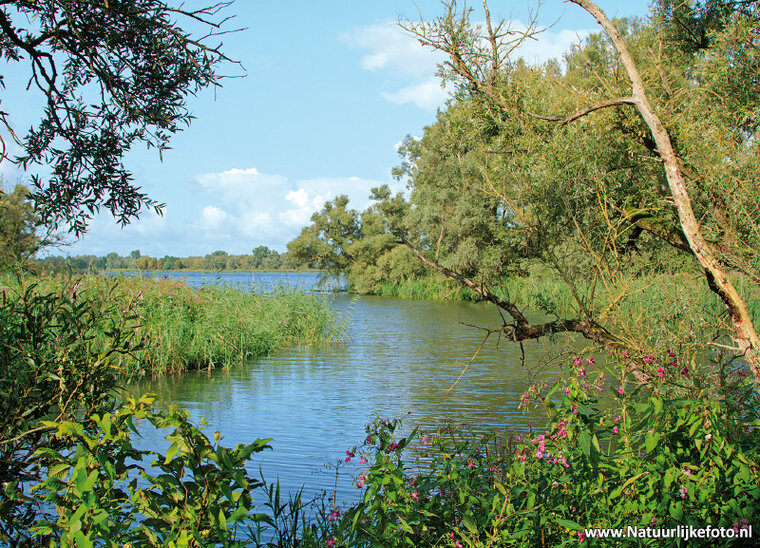 ansichtkaart Biesbosch (0417)