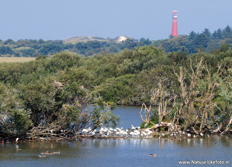 ansichtkaart vuurtoren Schiermonnikoog (0418)