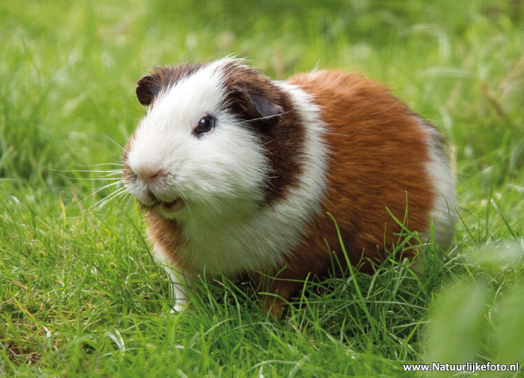 ansichtkaart cavia (0420)