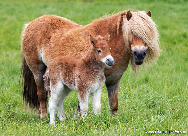 ansichtkaart Shetland pony (0459)