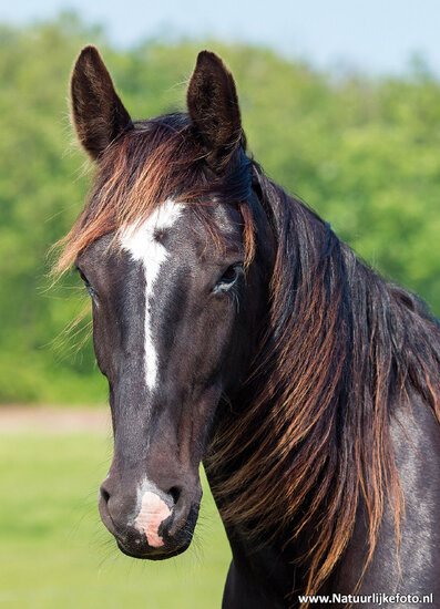 ansichtkaart paard (0460)