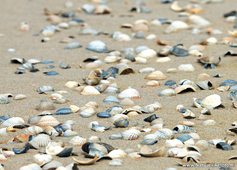 ansichtkaart schelpen op het strand (0468)