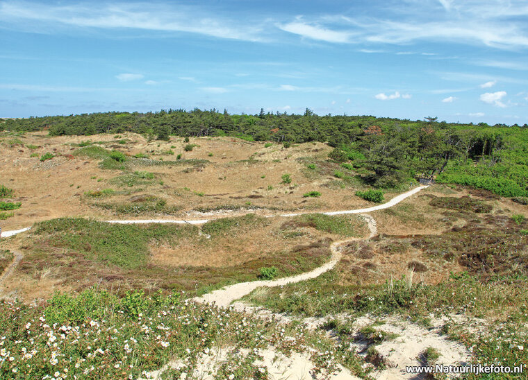 ansichtkaart duinen van Texel (0482)