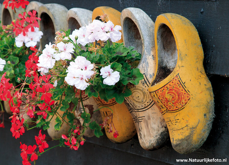 ansichtkaart klompen met geraniums (0491)