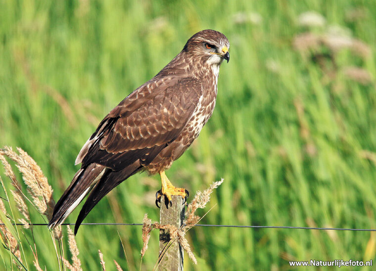 ansichtkaart buizerd op paaltje (0351)