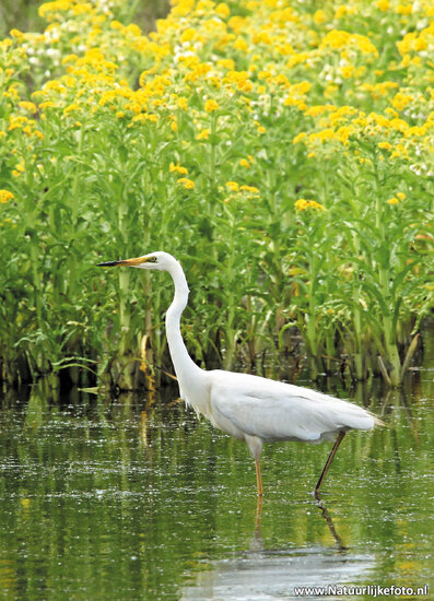 ansichtkaart grote zilverreiger (0358)