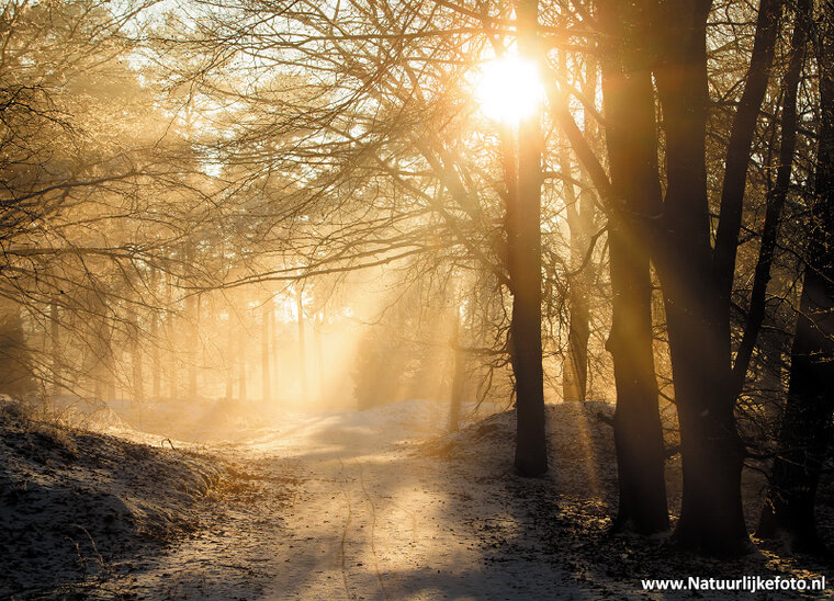 ansichtkaart Dwingelderveld (0367)