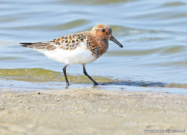 ansichtkaart kleine strandloper (0374)