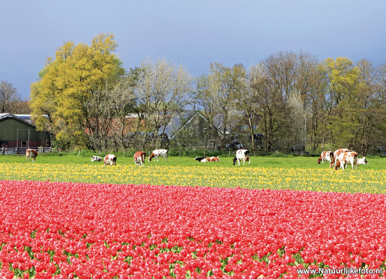 ansichtkaart tulpenveld met koeien (0384)