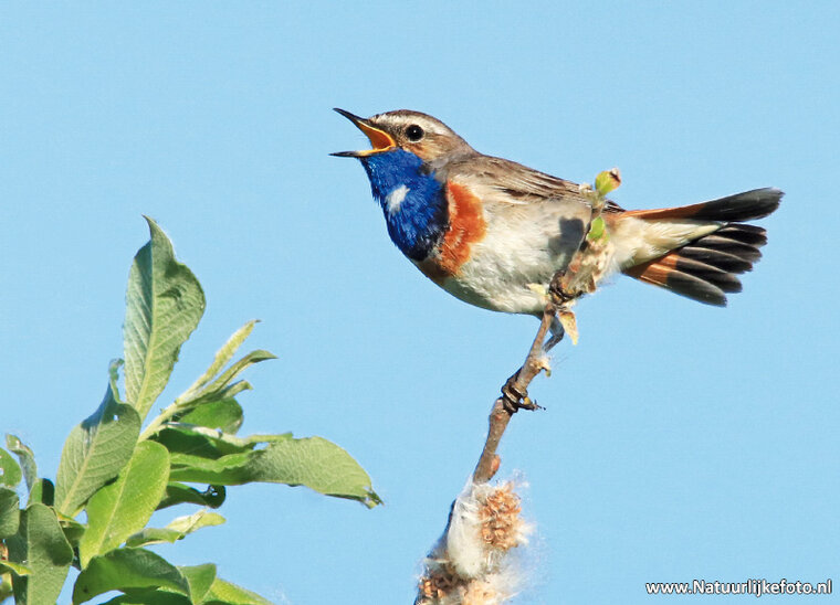 ansichtkaart blauwborst (0400)