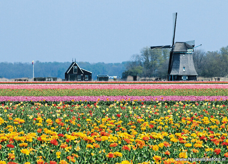 ansichtkaart molen O-T in 't Zand (0230)