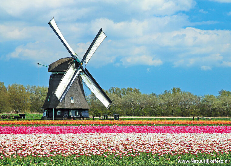 ansichtkaart poldermolen O-T in 't Zand (0247)