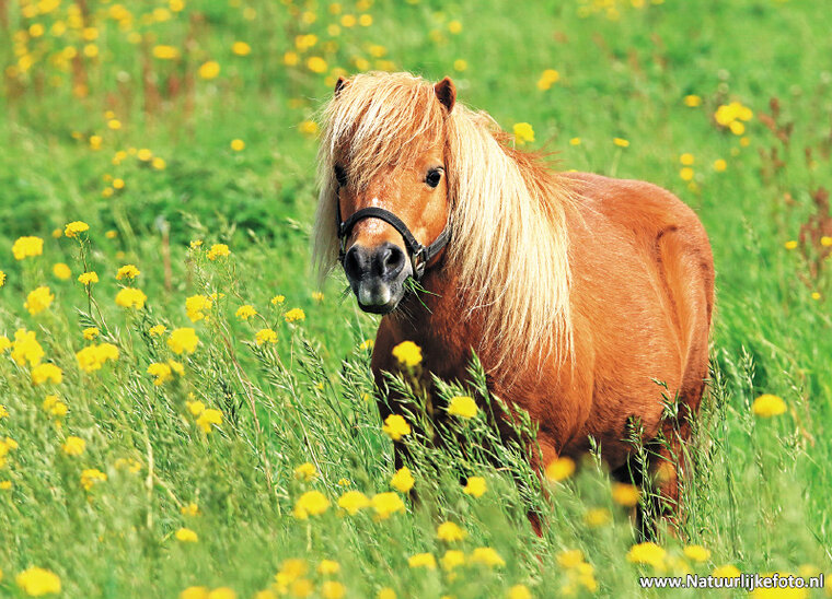 ansichtkaart Shetlandpony (0249)
