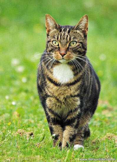 ansichtkaart poes (0271)