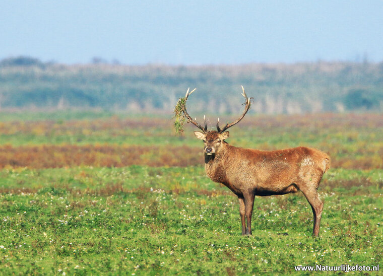 ansichtkaart edelhert in de Oostvaardersplassen (0280)
