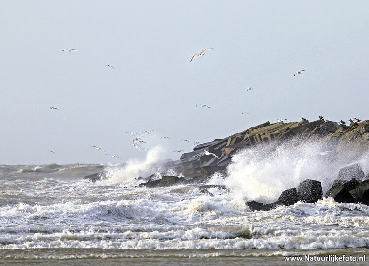 ansichtkaart strand bij IJmuiden (0293)