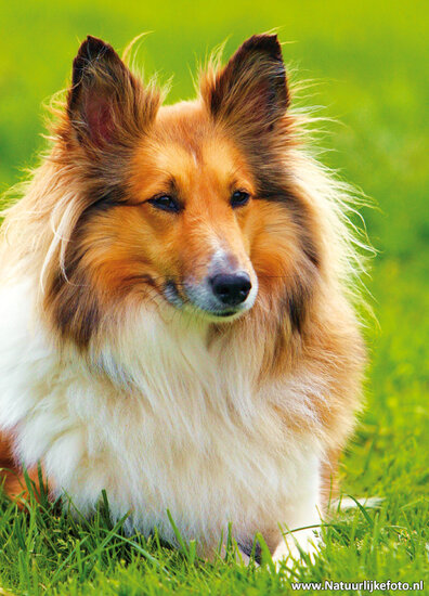 ansichtkaart hond - Shetland Sheepdog (0108)