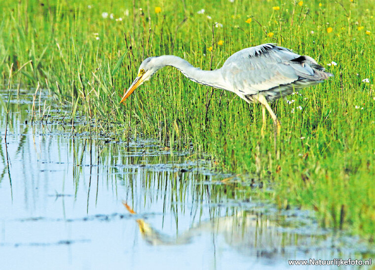 ansichtkaart blauwe reiger (0110)