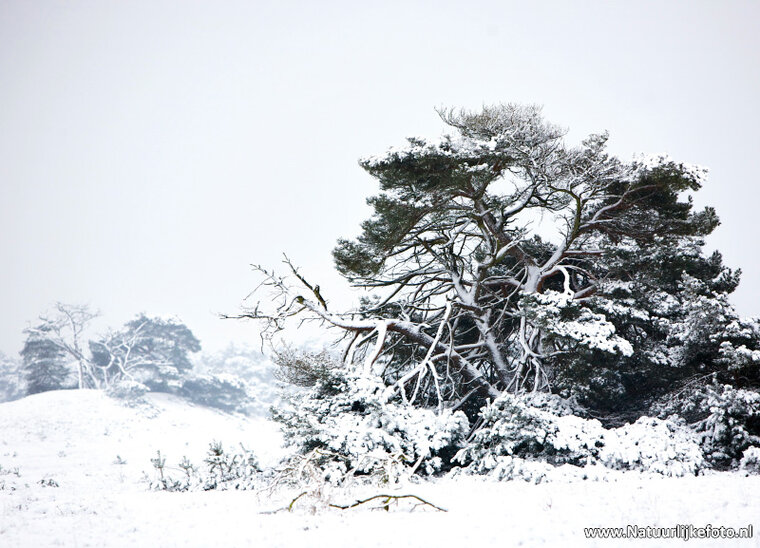 ansichtkaart winter op de Veluwe (0140)