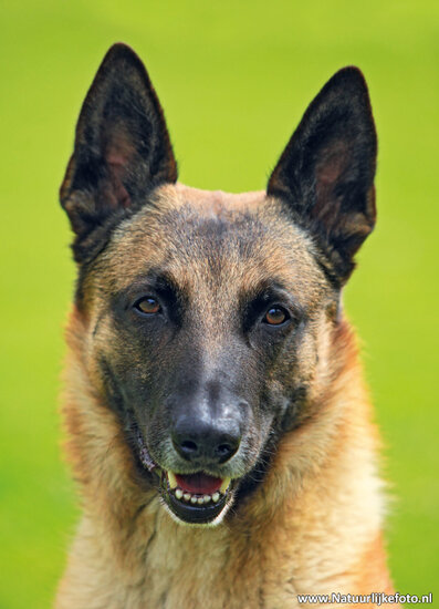 ansichtkaart hond - Mechelse herder (0144)