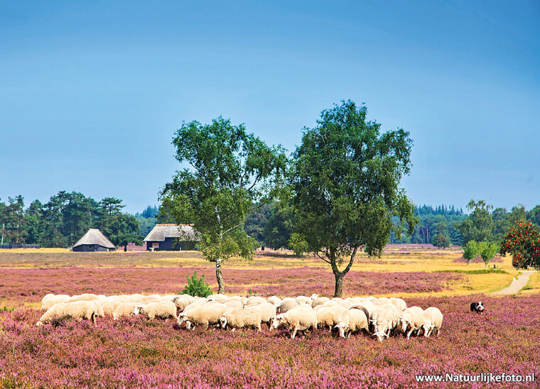 ansichtkaart schaapskudde op de heide (0145)
