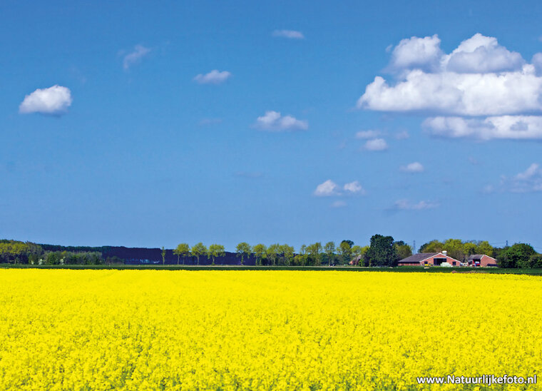 ansichtkaart koolzaadvelden Groningen (0147)