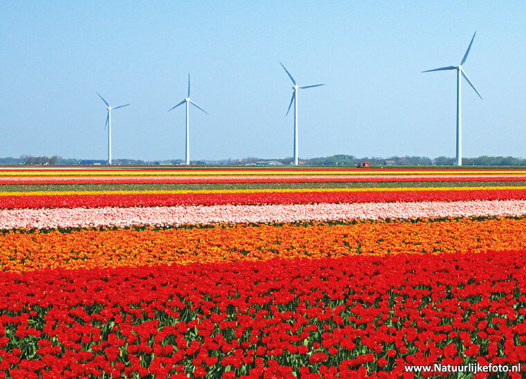 ansichtkaart tulpenveld met windmolens (0158)