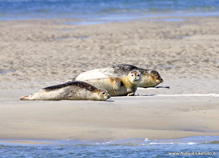 ansichtkaart zeehonden (0165)