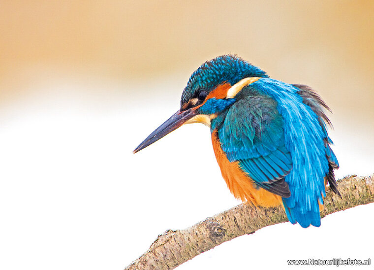 ansichtkaart ijsvogel (0198)