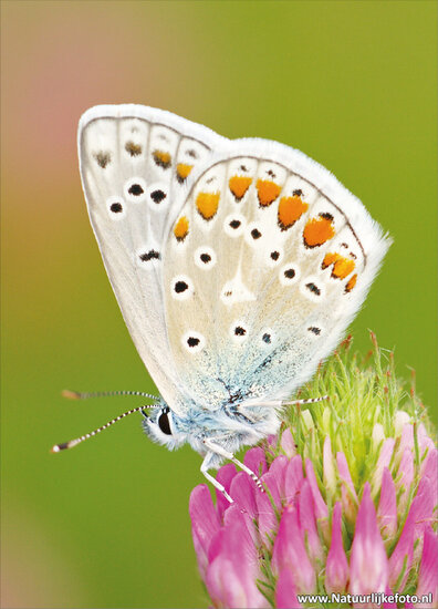 ansichtkaart vlinder Icarusblauwtje (0001)