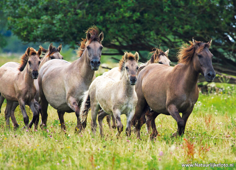 ansichtkaart konikpaarden (0004)