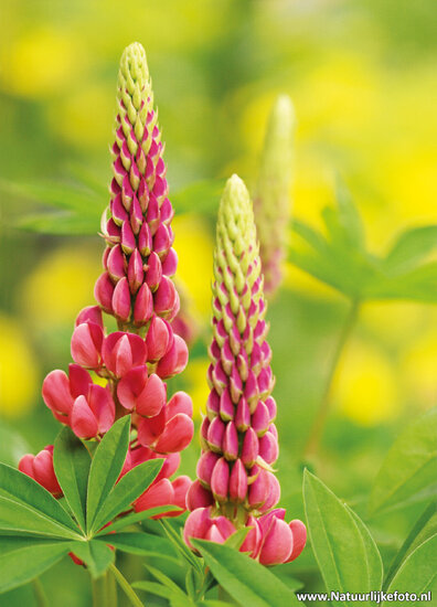 ansichtkaart lupine (0009)
