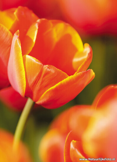 ansichtkaart rode tulp (0010)