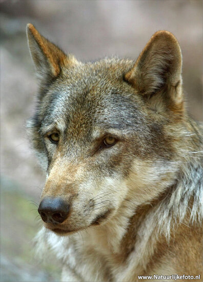 ansichtkaart wolf (0018)