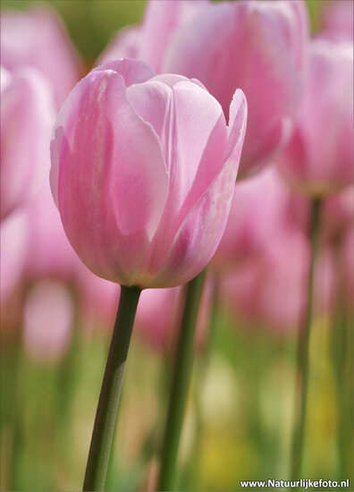 ansichtkaart roze tulp (0020)