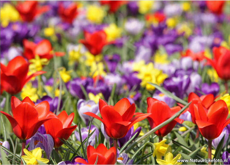 ansichtkaart bloemenperk (0023)