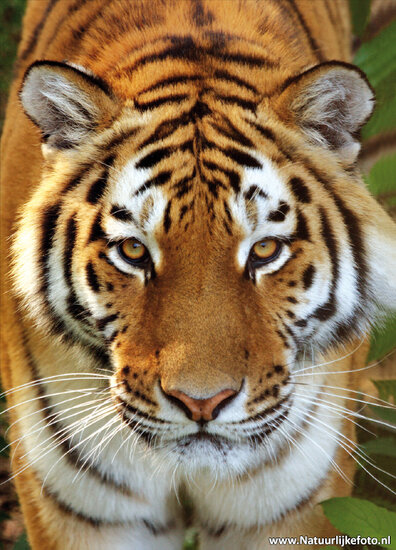 ansichtkaart Siberische tijger (0039)