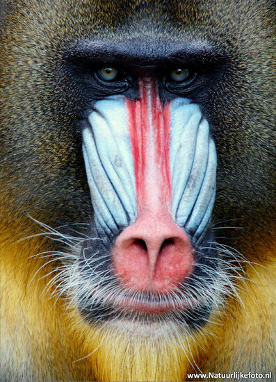 ansichtkaart mandril (0041)